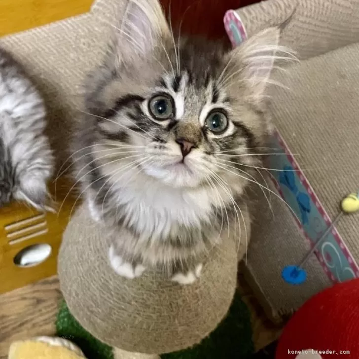 ID:2412-00143の子猫