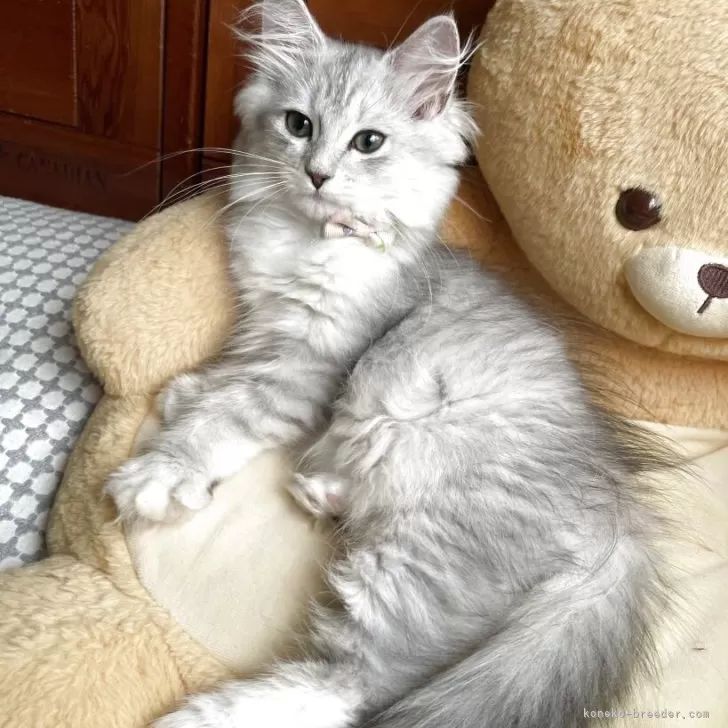 ID：2505-01109の子猫