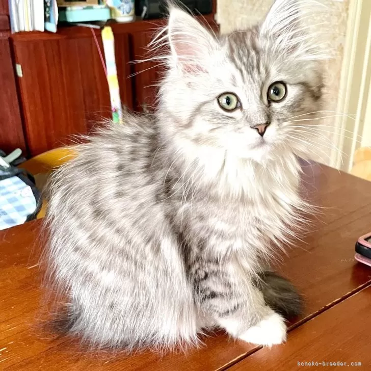 ID:2501-01136の子猫