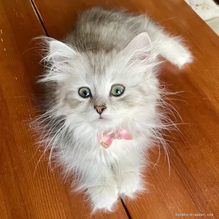 ID：2505-01105の子猫