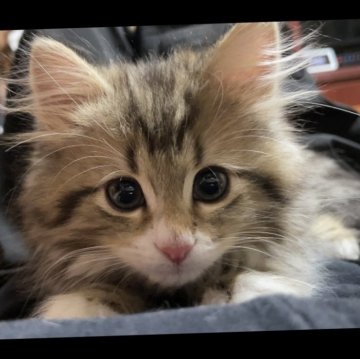 ラグドール×チンチラ【東京都・男の子・2025年8月25日・シェーデッドゴールデン（ロング）】の写真「M字王冠　甘えん坊君　お鼻ピンク」