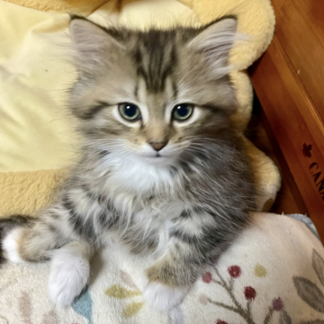 ラグドール×チンチラ【東京都・男の子・2025年8月25日・シェーデッドゴールデン（ロング）】の写真「M字王冠　甘えん坊君」