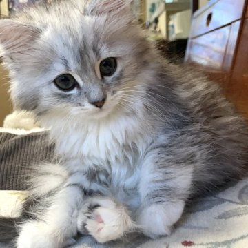 ラグドール×チンチラ【東京都・女の子・2025年8月25日・シェーデッドシルバー（ロング）】の写真「M字王冠　甘えん坊ちゃん」