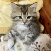 ラグドール×チンチラ
