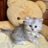 ノルウェージャン×チンチラ