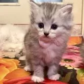 ノルウェージャン×チンチラ
