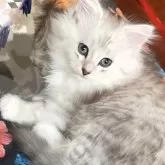 ラグドール×チンチラ