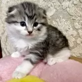 ノルウェージャン×スコミックス【東京都・女の子・2025年11月5日・シルバータビー&ホワイト】の写真1