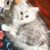 ラグドール×チンチラ