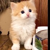 ノルウェージャン×スコミックス