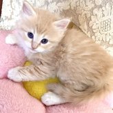 ノルウェージャン×スコミックス