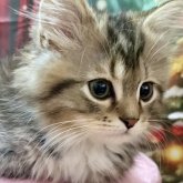 ラグドール×チンチラ