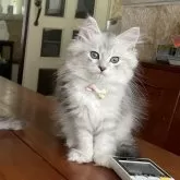 ノルウェージャン×チンチラ