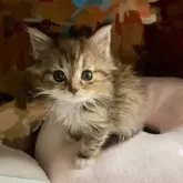 ノルウェージャン×チンチラ【東京都・男の子・2025年4月7日・シェーデッドゴールデン】の写真2