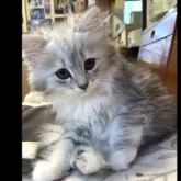 ラグドール×チンチラ【東京都・女の子・2025年8月25日・シェーデッドシルバー】の写真2