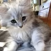 ラグドール×チンチラ【東京都・女の子・2025年8月25日・シェーデッドシルバー】の写真5