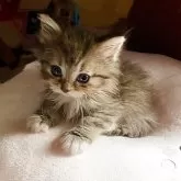 ノルウェージャン×チンチラ【東京都・男の子・2025年4月7日・シェーデッドゴールデン】の写真3