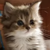 ノルウェージャン×チンチラ【東京都・男の子・2025年4月7日・シェーデッドゴールデン】の写真4