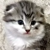 ノルウェージャン×スコミックス【東京都・女の子・2025年11月5日・シルバータビー&ホワイト】の写真5