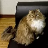 ノルウェージャン×チンチラ【東京都・男の子・2025年4月7日・シェーデッドゴールデン】の写真6「お迎えいただいたノルチラちゃん大変豪華なモフフワちゃんなります」