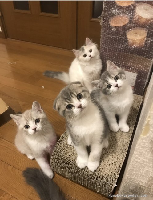 向井知子ブリーダー