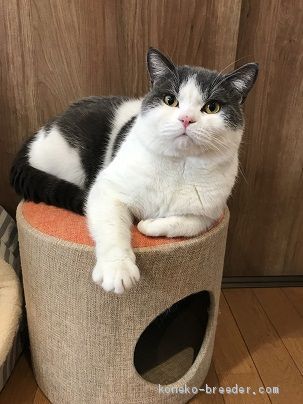 ブリティッシュショートヘア【・男の子・2016年9月13日・ブルー&amp;ホワイト】「おすまし顔の玄米くん」