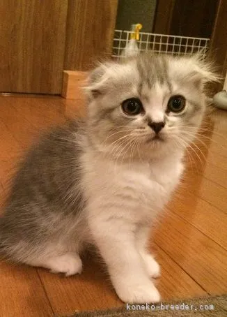 ID：1608-00009の子猫