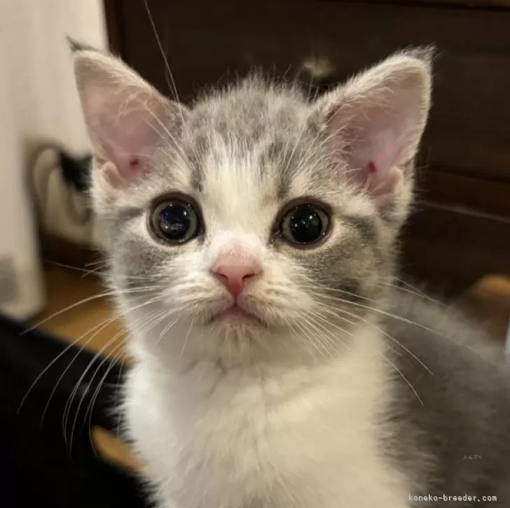 ID:2407-02554の子猫