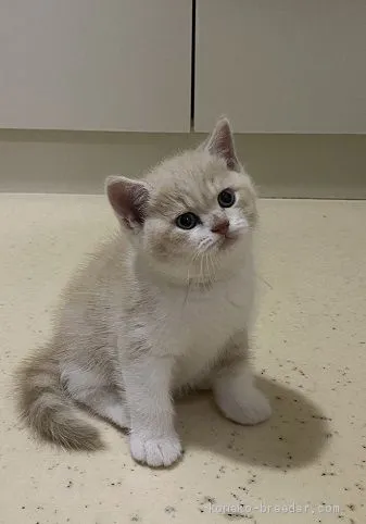 ID：2009-02077の子猫