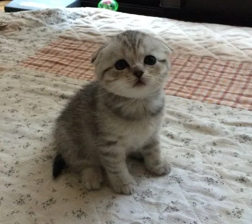 M 様のお迎えした子猫