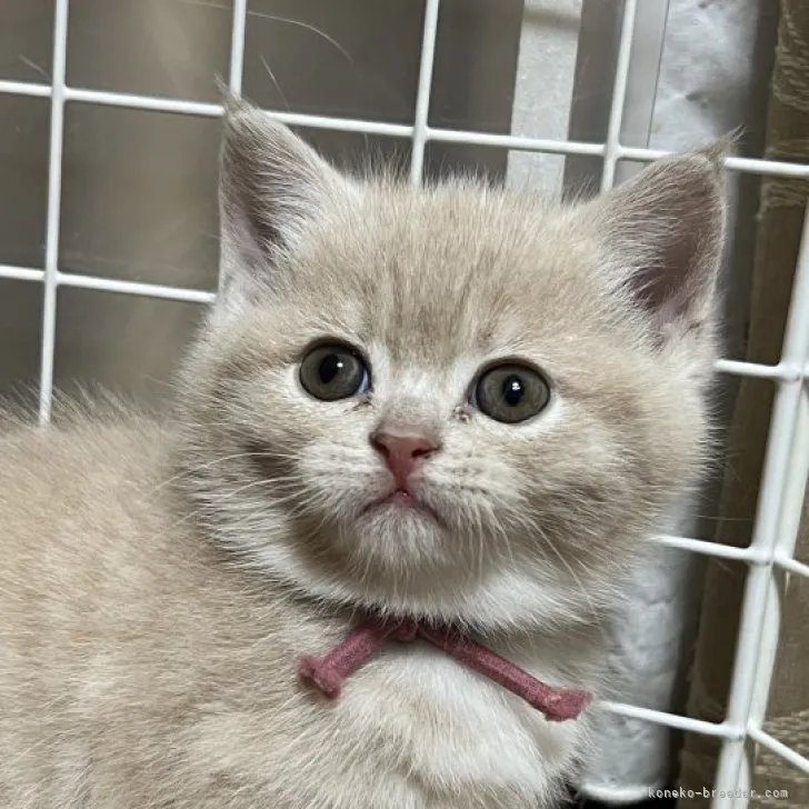 ID：2303-01455の子猫