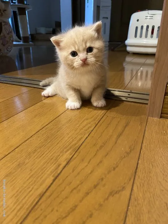 ID：2007-01329の子猫