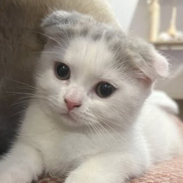 スコティッシュフォールド(折れ耳)【群馬県・女の子・2023年5月30日・ブルー&ホワイト バン】の写真「ブリスコちゃん　ブログあります。」