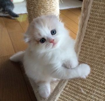 スコティッシュフォールド【群馬県・男の子・2016年6月2日・クリーム&ホワイト】の写真「面倒見の良い　可愛い男の子です。」