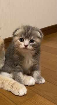 スコティッシュフォールド(折れ耳)【群馬県・女の子・2021年5月26日・ブルータビー】の写真「毎日ブログ動画更新中！！人気のブリスコちゃんです。」