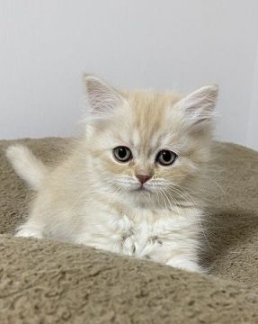 スコティッシュフォールド(立ち耳)【群馬県・男の子・2020年10月8日・クリーム&ホワイト】の写真「男の子と女の子のハーフ？？」