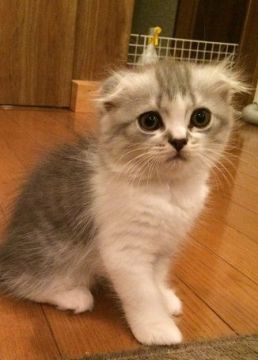 スコティッシュフォールド【群馬県・女の子・2016年6月24日・ブルータビー&ホワイト】の写真「好奇心旺盛の可愛い女の子」