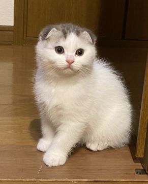スコティッシュフォールド(折れ耳)【群馬県・男の子・2021年9月13日・ブルークリーム&ホワイト】の写真「毎日ブログ動画も更新中！！」
