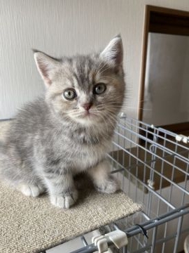 スコティッシュフォールド(立ち耳)【群馬県・女の子・2021年5月26日・ダイリュートキャリコ】の写真「毎日ブログ動画更新中！！人気のブリスコちゃんです。」