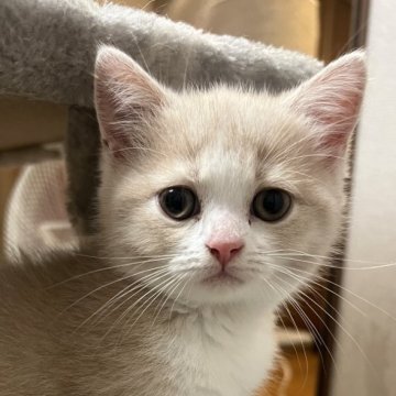 スコティッシュフォールド(立ち耳)【群馬県・女の子・2023年5月30日・クリーム&ホワイト】の写真「ほぼブリのブリスコちゃん」