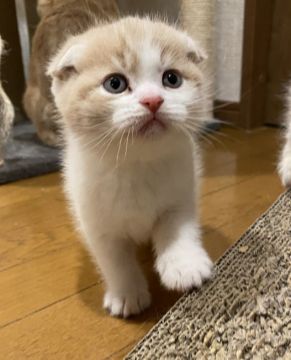 スコティッシュフォールド(折れ耳)【群馬県・男の子・2021年10月11日・クリーム&ホワイト】の写真「毎日ブログ動画も更新中！！」