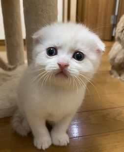 スコティッシュフォールド(折れ耳)【群馬県・男の子・2021年9月13日・クリーム&ホワイト】の写真「毎日ブログ動画更新中！！人気のブリスコくんです。」