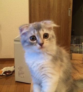 スコティッシュフォールド【群馬県・女の子・2016年6月24日・ダイリュートキャリコ】の写真「大人しい　甘えん坊ちゃん」