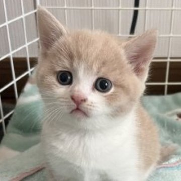 ブリティッシュショートヘア【群馬県・男の子・2023年4月9日・クリーム&ホワイト】の写真「可愛いけどヤンチャぶりがスゴイ！」