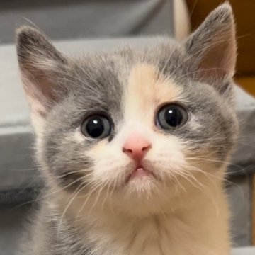 ブリティッシュショートヘア【群馬県・女の子・2024年3月23日・ダイリュートキャリコ】の写真「ブログあります。見てね🩷」