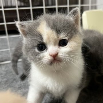 スコティッシュフォールド(立ち耳)【群馬県・女の子・2023年4月14日・キャリコ】の写真「可愛いブリスコのキャリコちゃん」