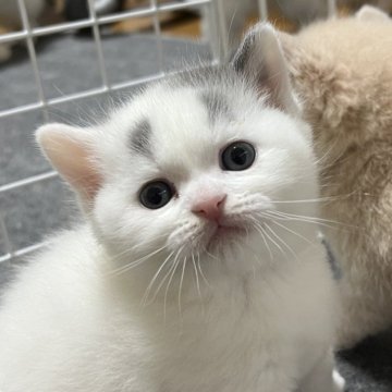 ブリティッシュショートヘア【群馬県・男の子・2023年4月9日・ブルー&ホワイト  バン】の写真「可愛いブリディッシュの男の子」