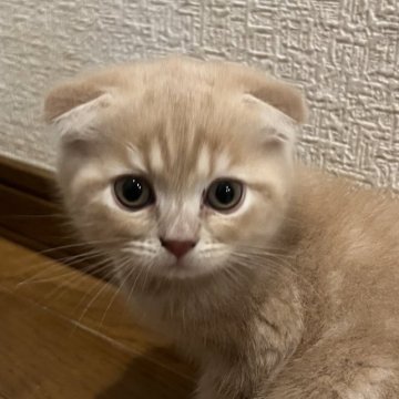 スコティッシュフォールド【群馬県・男の子・2023年6月7日・クリーム&ホワイト】の写真「ほぼブリのブリスコちゃん　ブログ有」