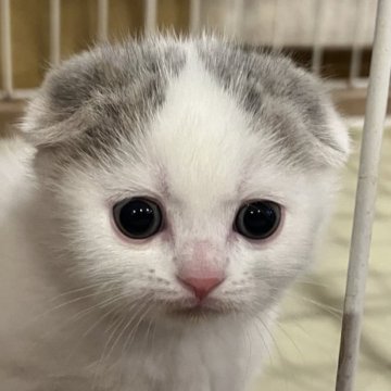 スコティッシュフォールド【群馬県・男の子・2023年10月25日・ブルー&ホワイト バン】の写真「ほぼブリディッシュくん💕」