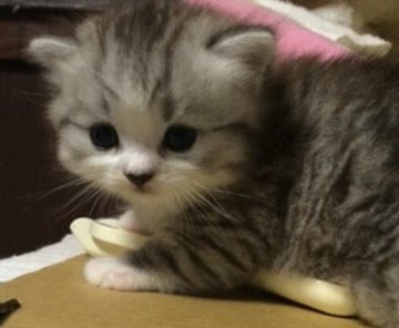 スコティッシュフォールド【群馬県・男の子・2014年7月25日・ブルータビー&ホワイト】の写真「ﾌﾞﾙｰの瞳の立ち耳君」